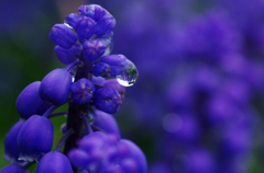 Purple Moisture