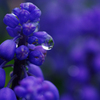 Purple Moisture