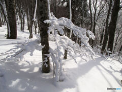 雪珊瑚