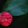 紅玉