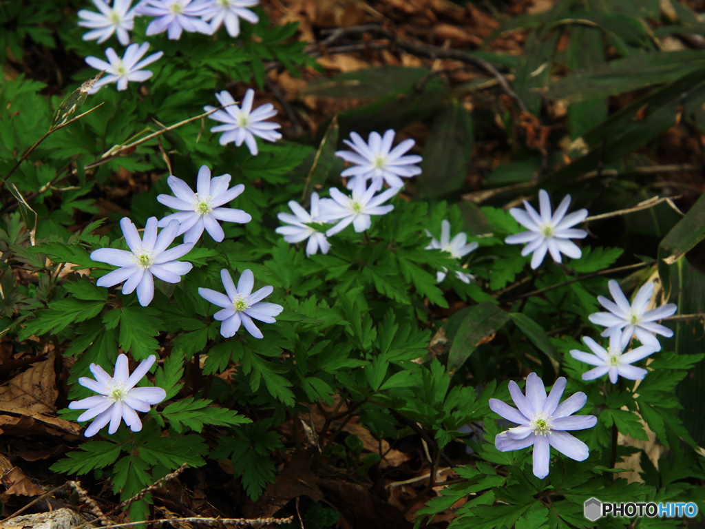 イチゲ花壇