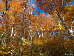 秋の午後　橅森Ⅰ