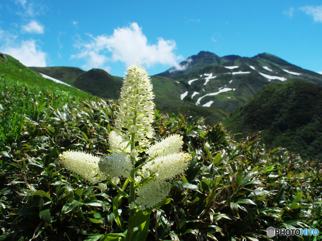 コバイケイソウとお山