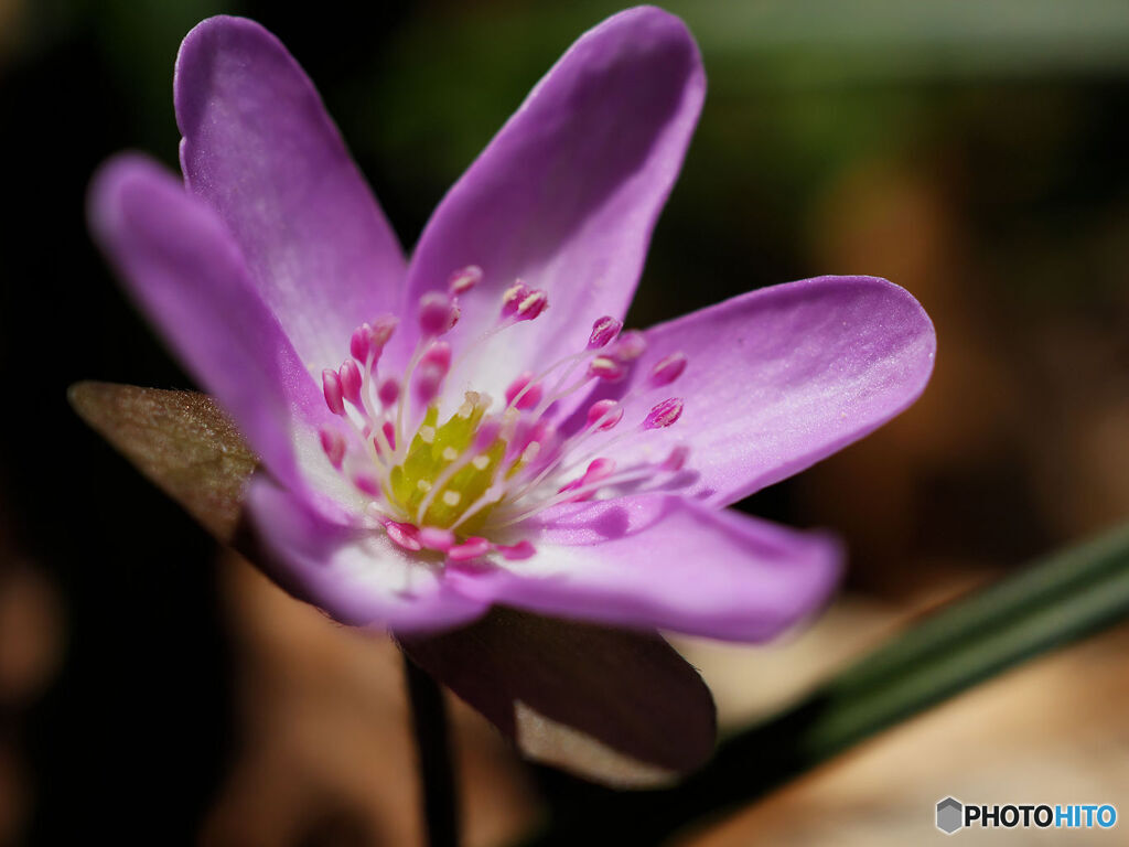 蕊に魅せられて