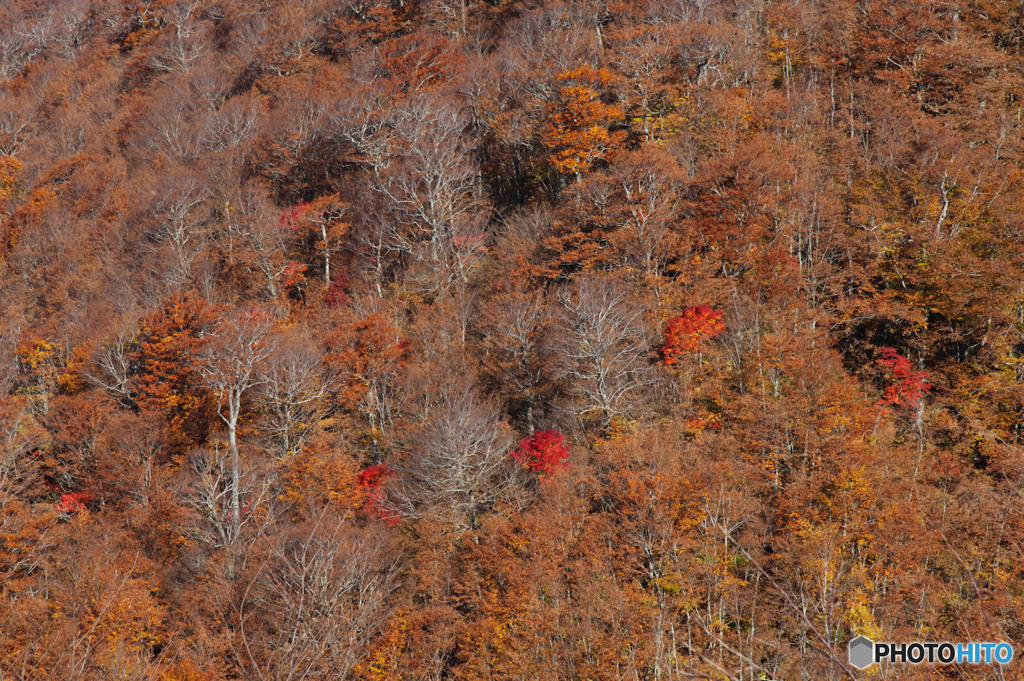 対峙斜面の秋模様。