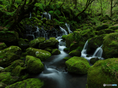 森の清水