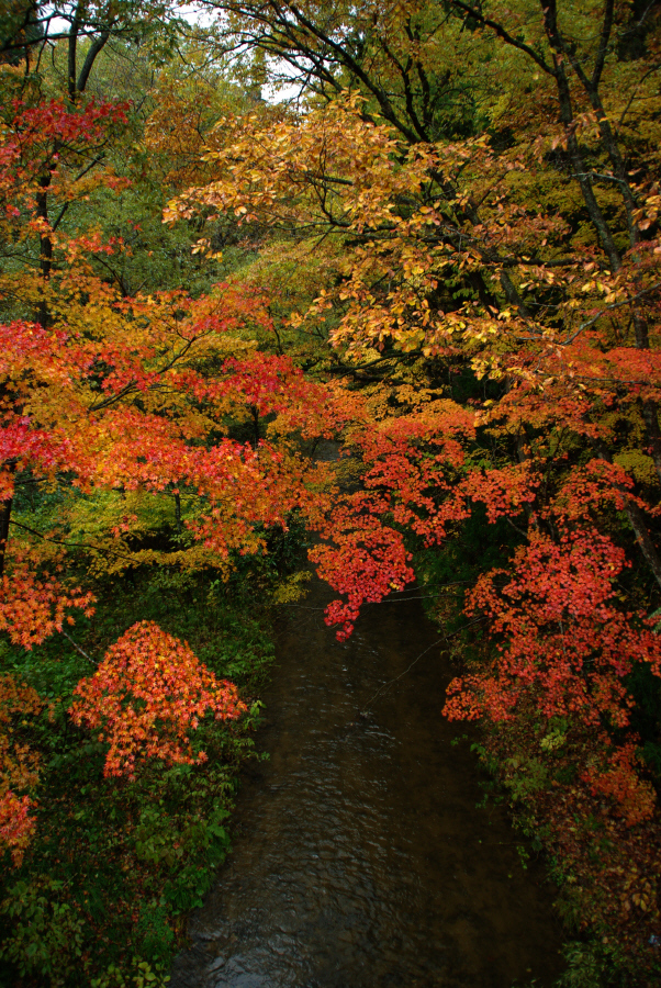 20101103大葛　紅葉018K200D