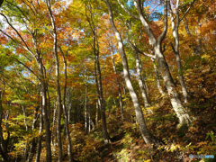 秋の午後　橅森Ⅱ