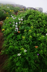 鳥海山も花の山Ⅹ