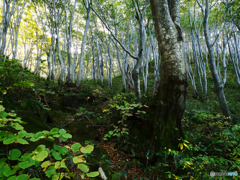 ブナ樹林Ⅲ