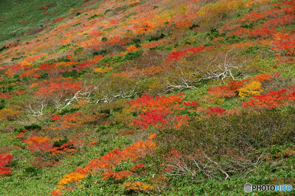 秋駒紅葉狩りⅥ
