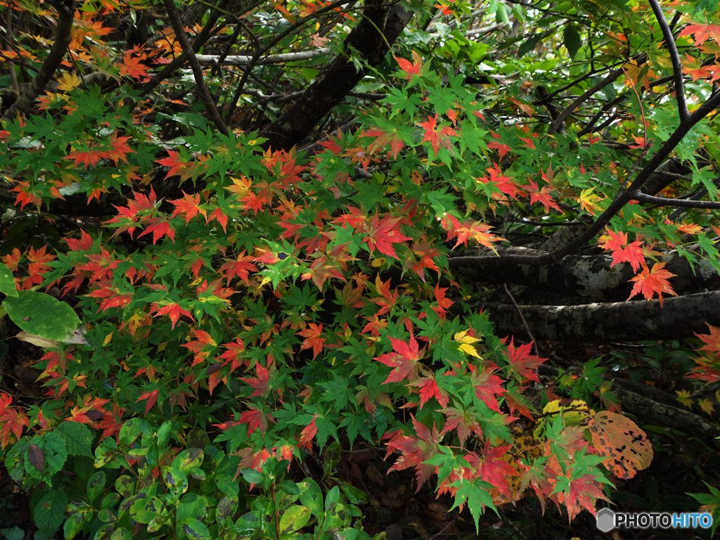 紅化進行中