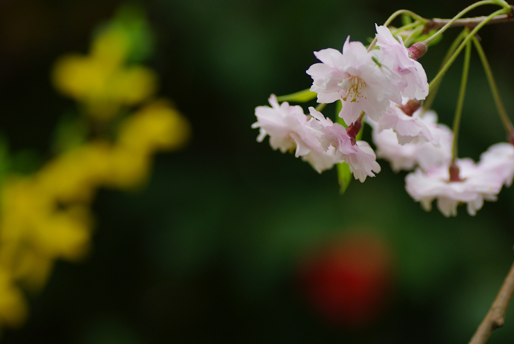 2012桜-14
