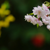 2012桜-14