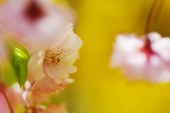 2012桜-06