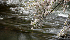 2012桜-13