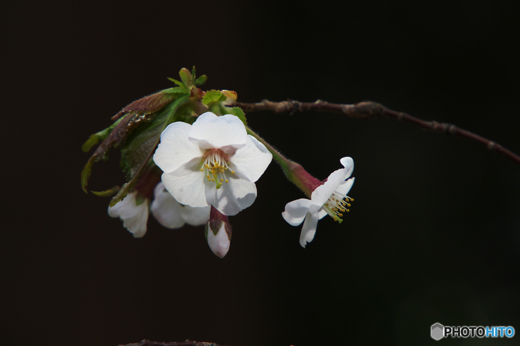 桜