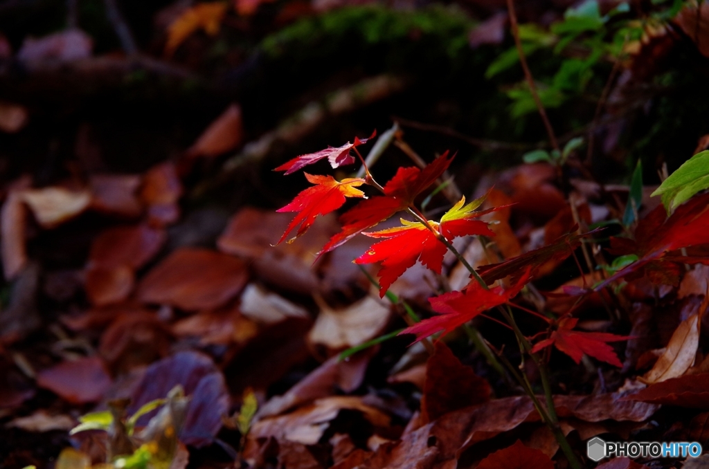 丁岳紅葉三昧Ⅴ