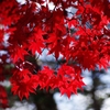 千秋公園・紅葉2014Ⅳ