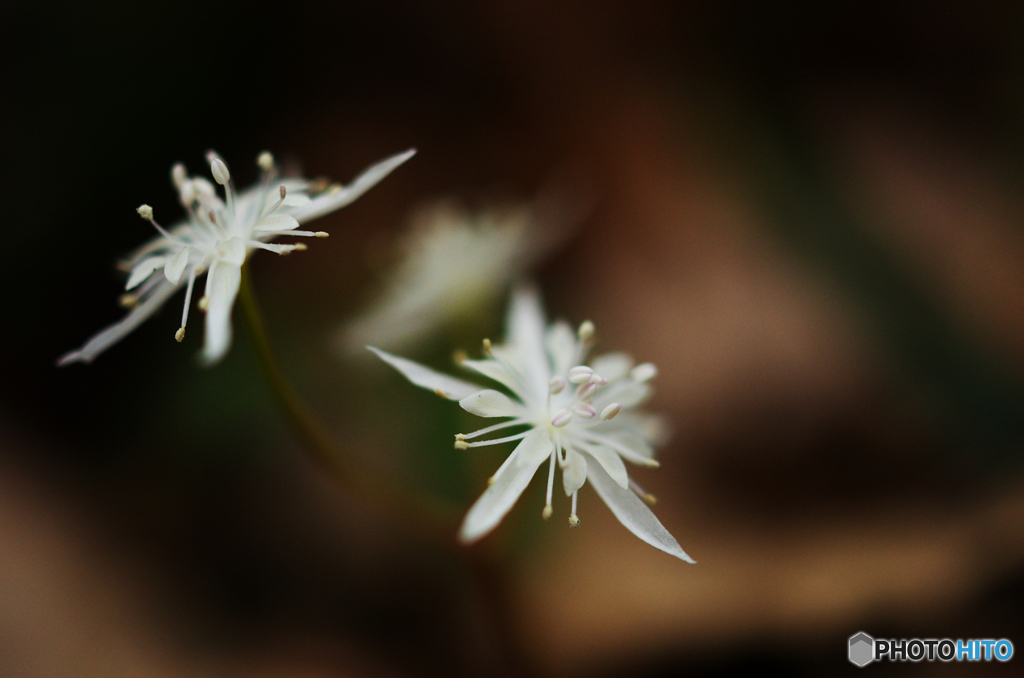 山春花Ⅵ
