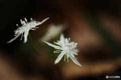 山春花Ⅵ