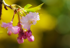2012桜-01