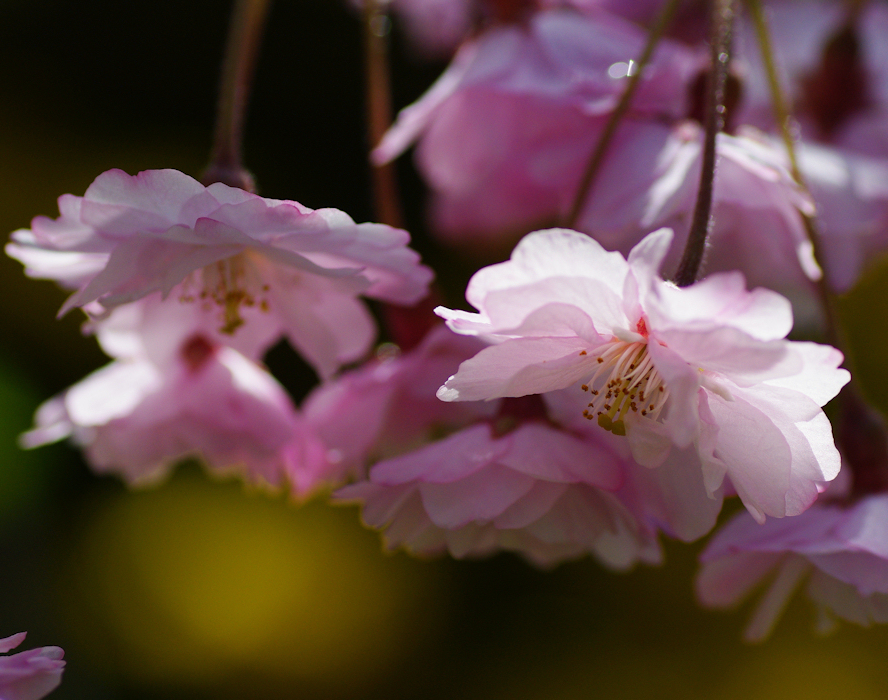 2012桜-05