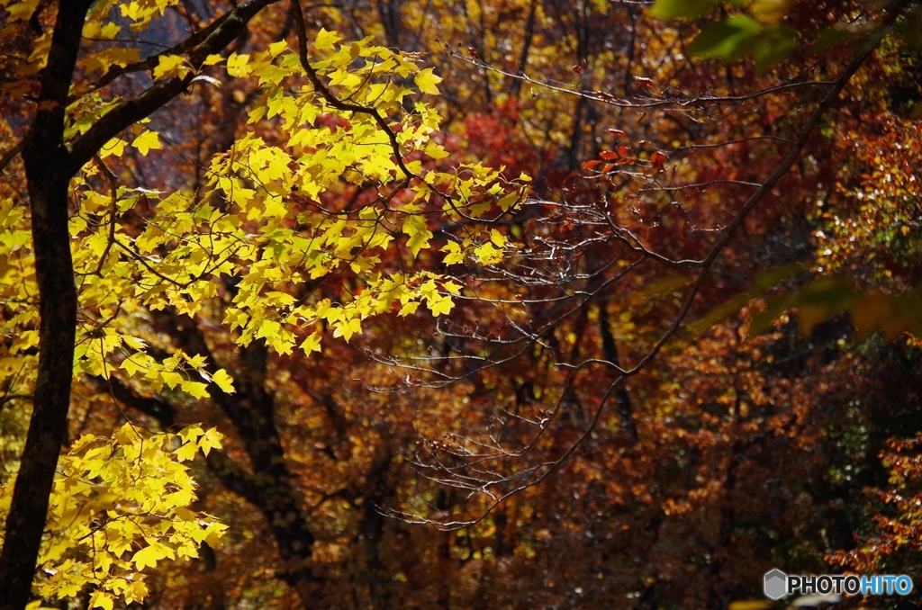 丁岳紅葉三昧Ⅲ