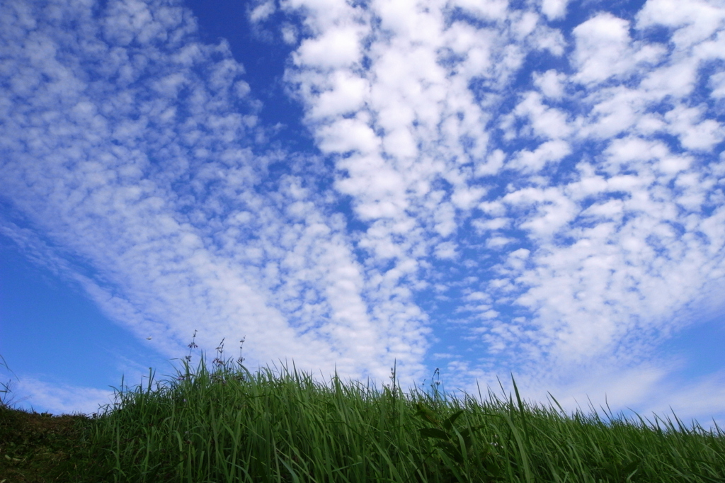 20100813新屋烏木町堤防から鰯雲001GX200