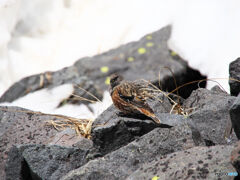 イケメンイワヒバリ