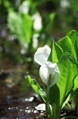 水芭蕉