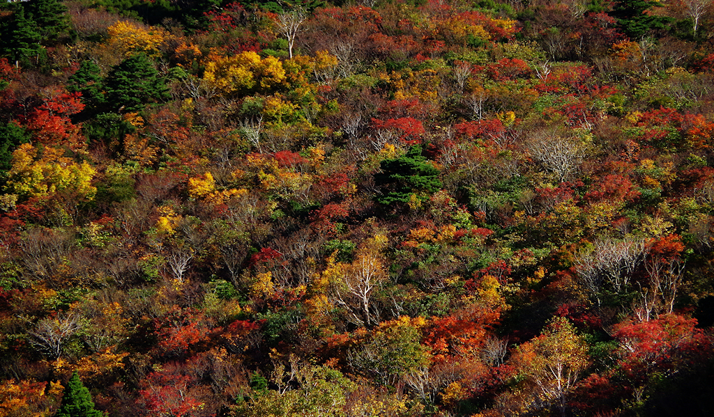 栗駒山にてⅤ