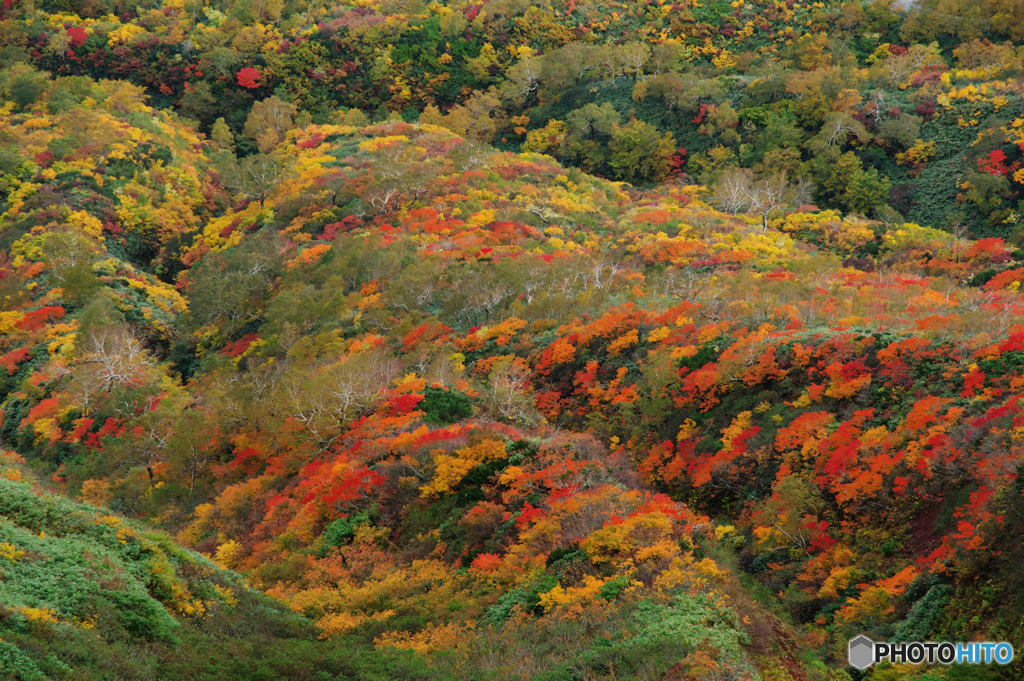 秋駒紅葉狩りⅣ
