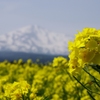 鳥海高原菜の花Ⅲ