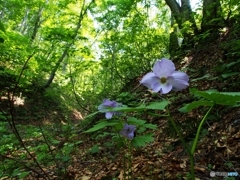 深山に咲くⅢ