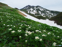 ハクサンイチゲの山Ⅰ