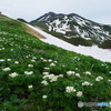 ハクサンイチゲの山Ⅰ