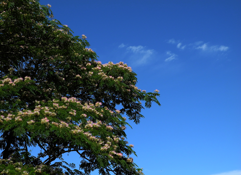 夏盛り