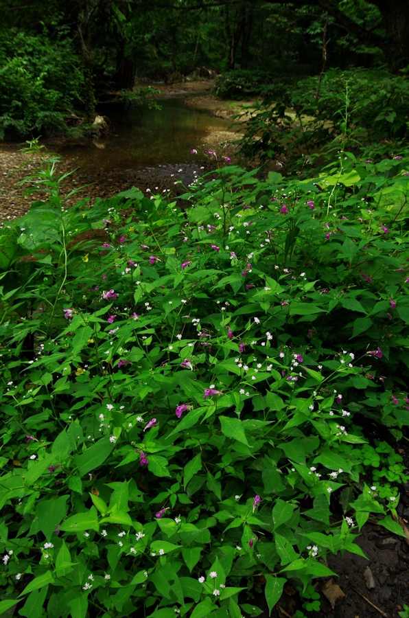 虎毛山登山・花Ⅰ