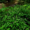 虎毛山登山・花Ⅰ