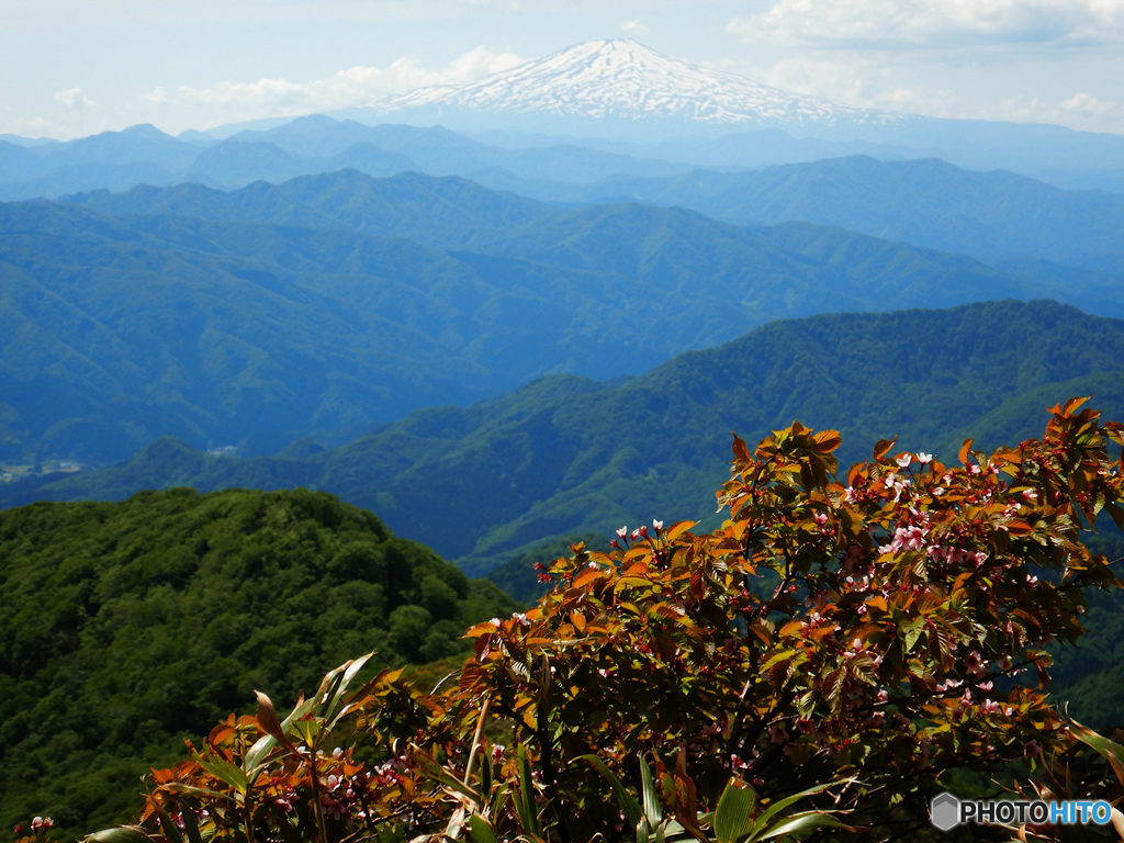 ミネザクラと鳥海山