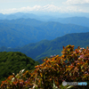 ミネザクラと鳥海山