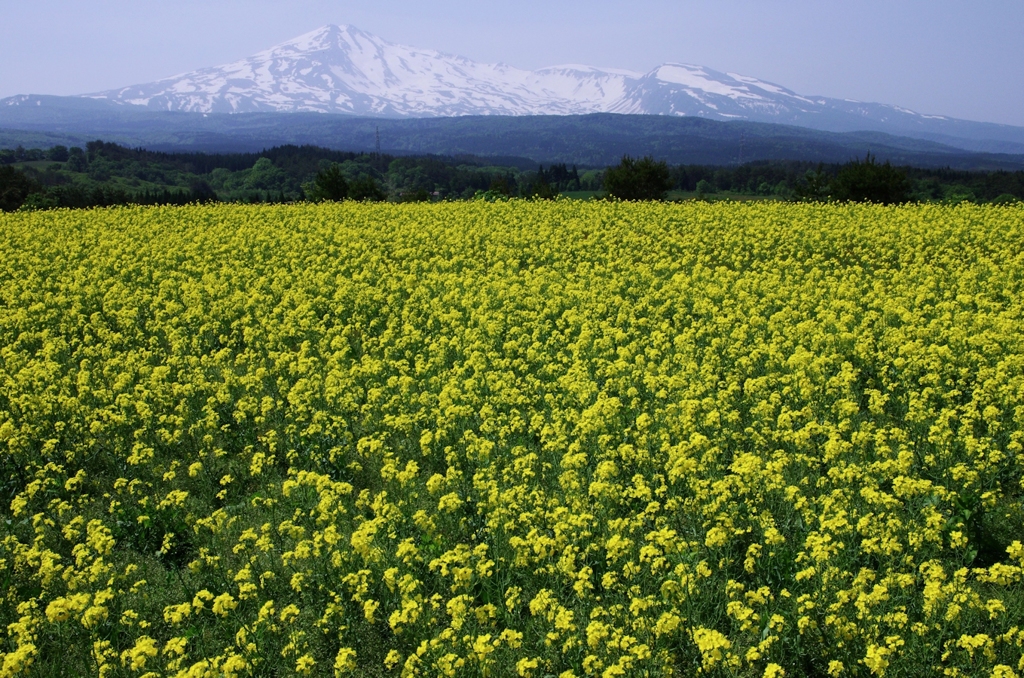 鳥海高原菜の花Ⅱ