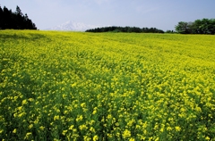 鳥海高原菜の花Ⅰ