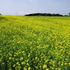 鳥海高原菜の花Ⅰ
