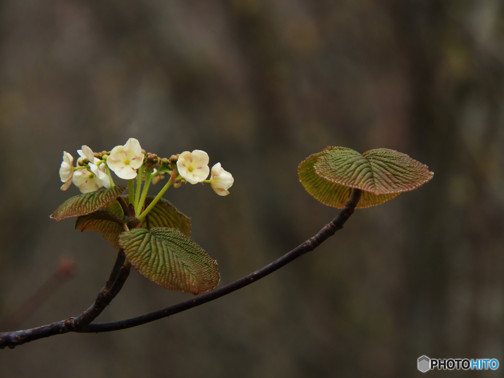 飾花