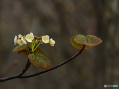 飾花