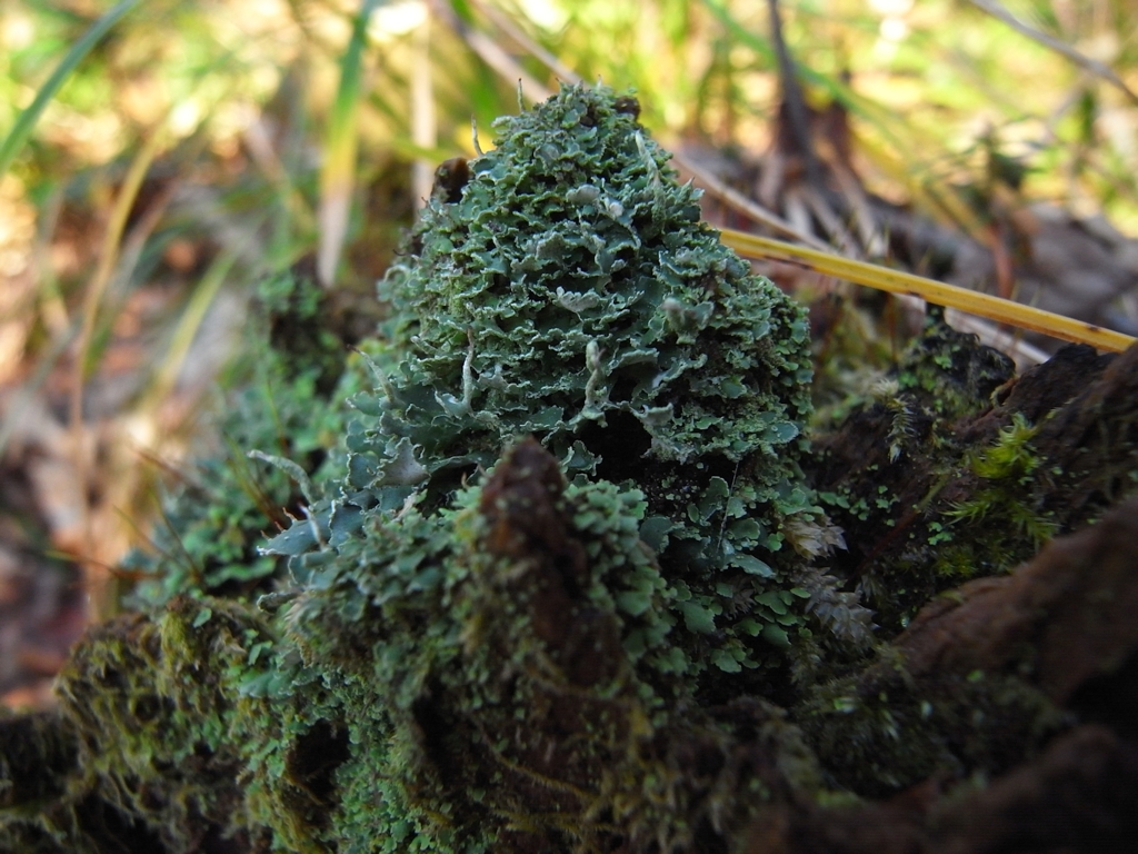 苔ツリー