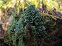苔ツリー