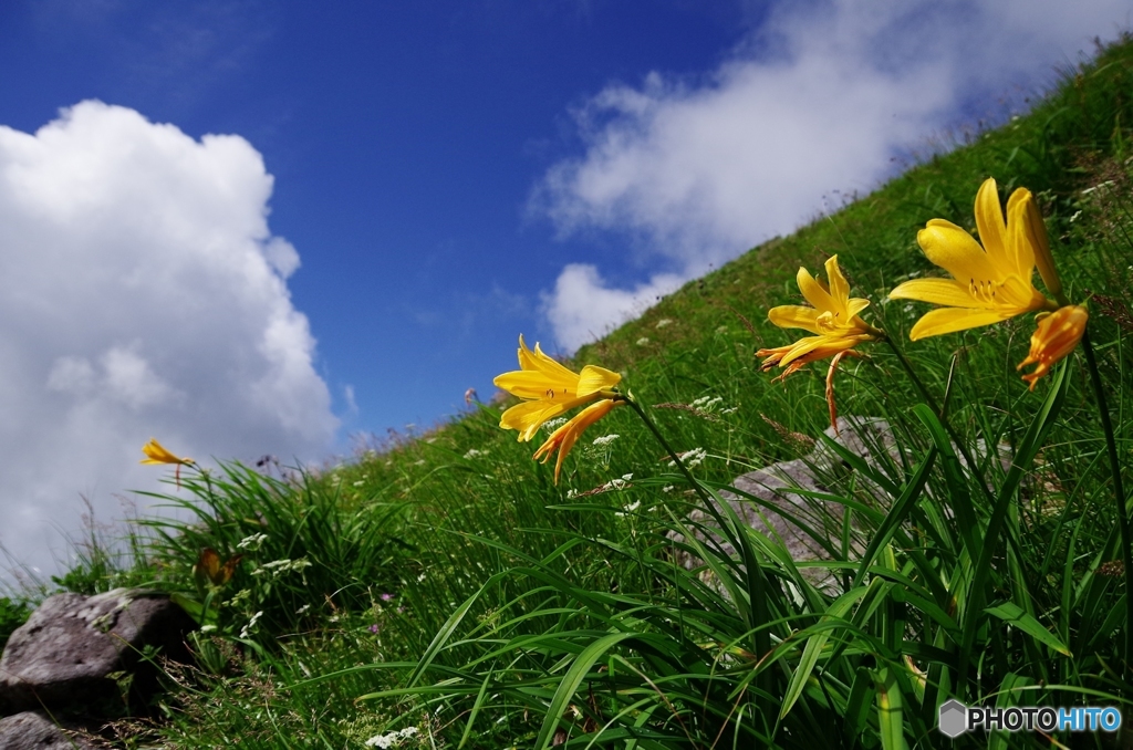 夏山と花Ⅸ